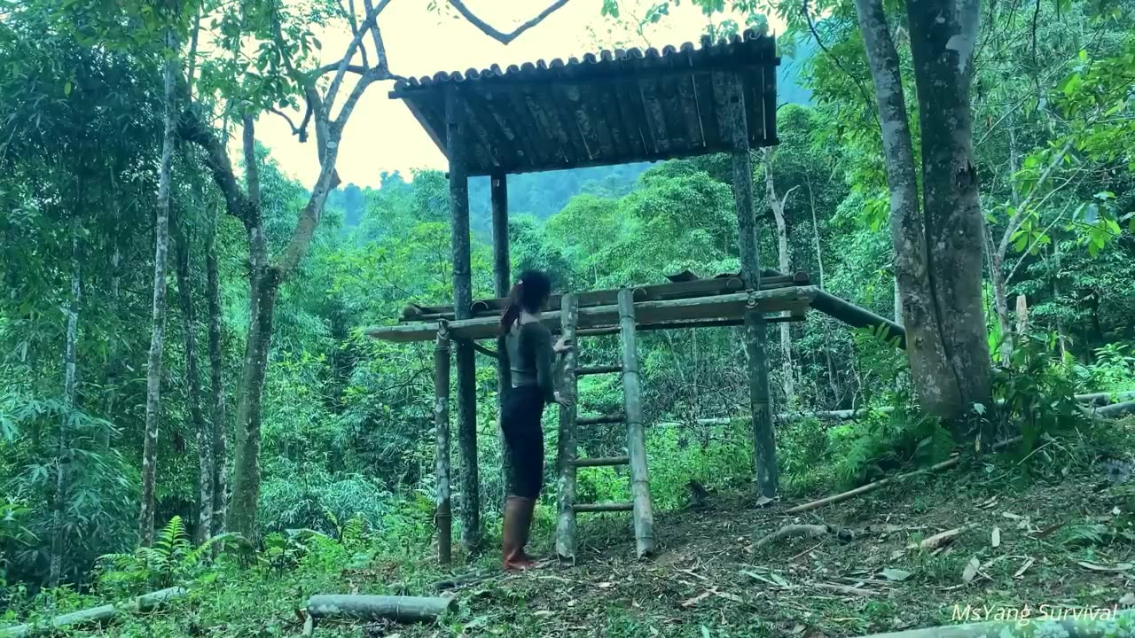 Build a bamboo house in the forest, hunter girl, make the complete trap - bushcraft survival