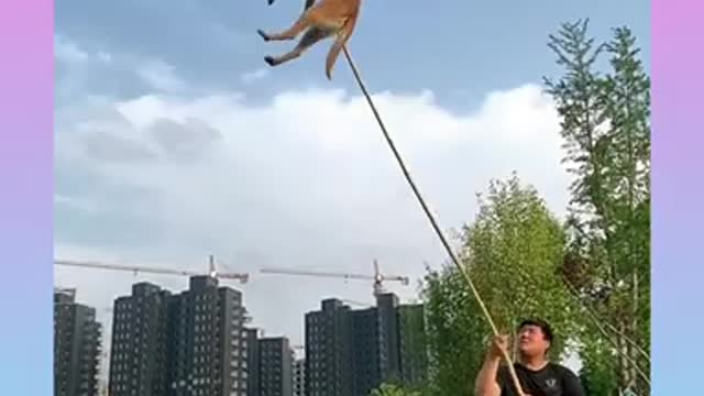 02_ Dogs That Fly _ Malinois & Alsatian Dogs Show Their Jumping Agility #Shorts
