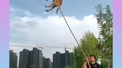 02_ Dogs That Fly _ Malinois & Alsatian Dogs Show Their Jumping Agility #Shorts