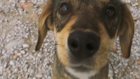 /video-of-a-dog-looking-at-camera-