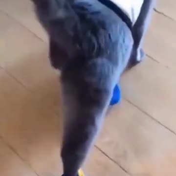 funny cat videos cute cat videos cute animals funny cats #shorts