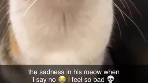 Yeah ! It's always cats 😂😺 Cats viral videos on Instagram