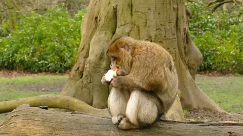 Monkey eats apple beautiful view