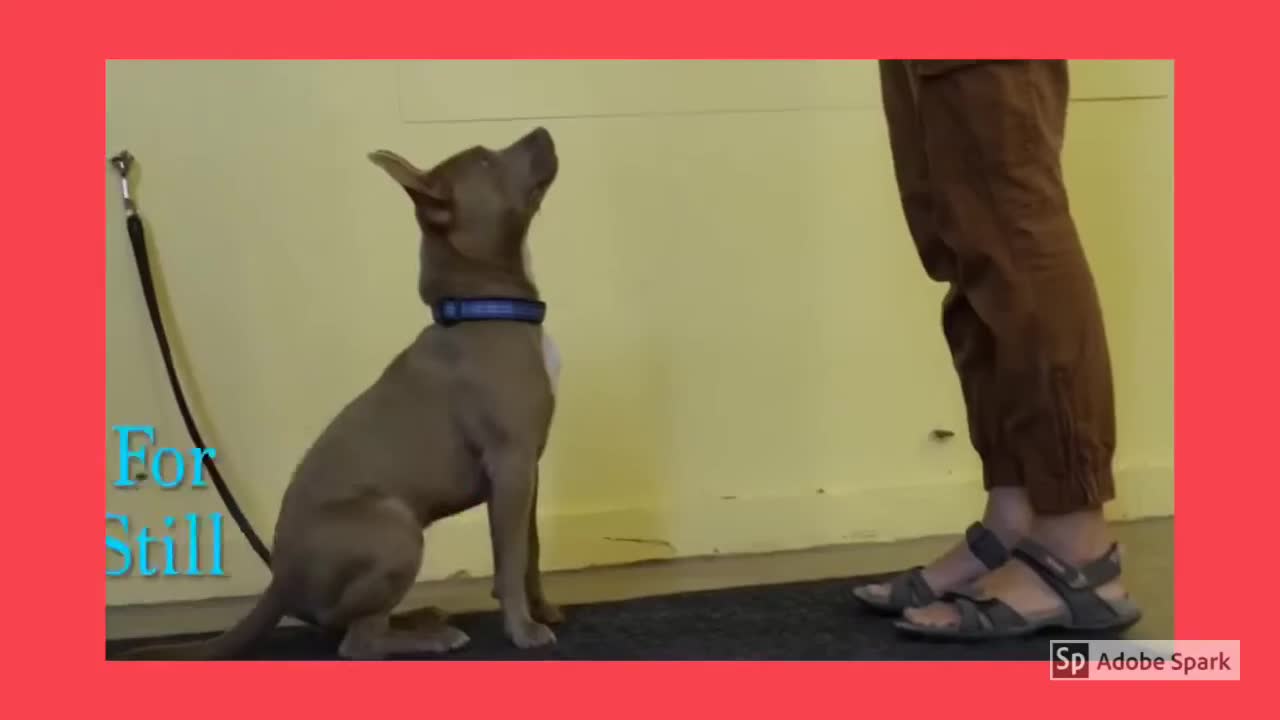 How to train your DOG, for Beginners!!!