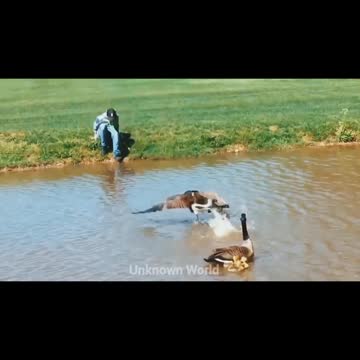 Unexpecte animals attack! Part 1