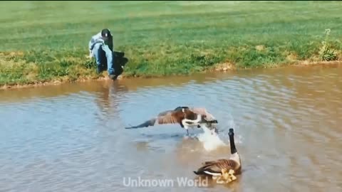 Unexpecte animals attack! Part 1
