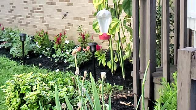 Humming bird in slow motion