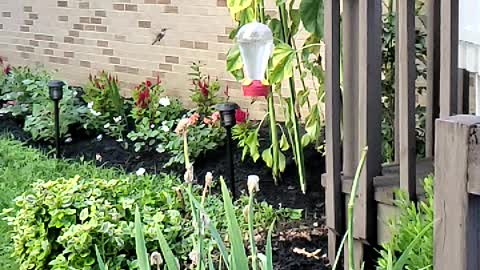 Humming bird in slow motion