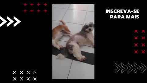 Cachorras preguiçosas