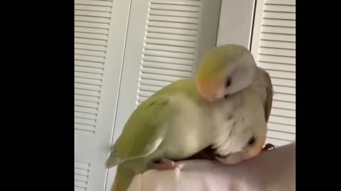 Cute bird video