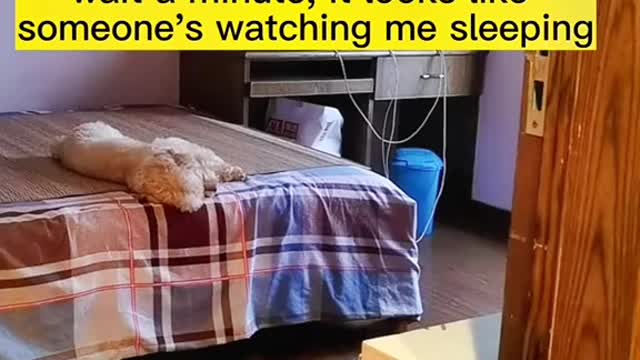 Observe the funny side of pets to make you laugh and enjoy the good mood