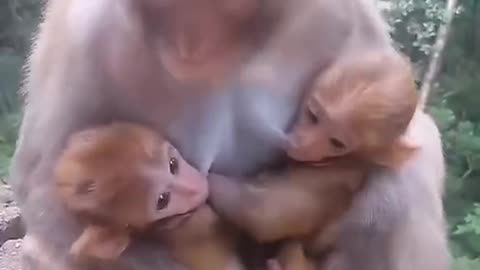 Twins monkey