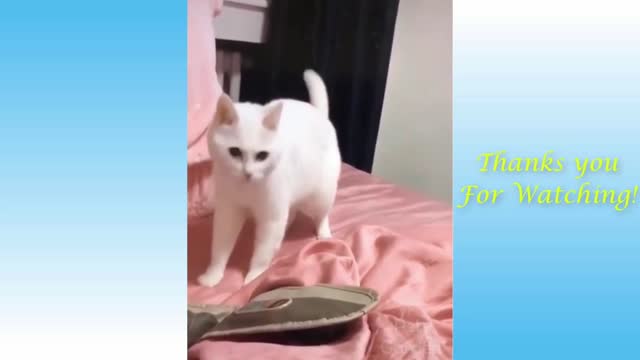 Dancing White Cat in Music Beats