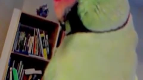 Indian Ringneck parrot talking