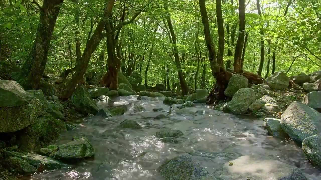 Short Film: Calm Nature Sounds 2024