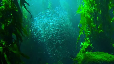 choreography at the bottom of the ocean