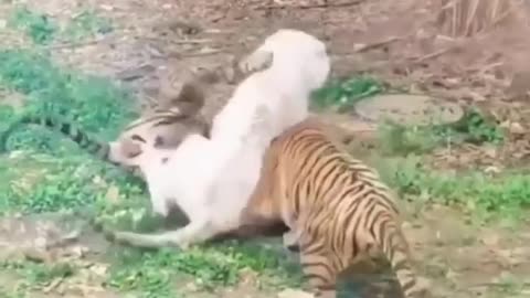 Wild animal fighting lion vs tiger