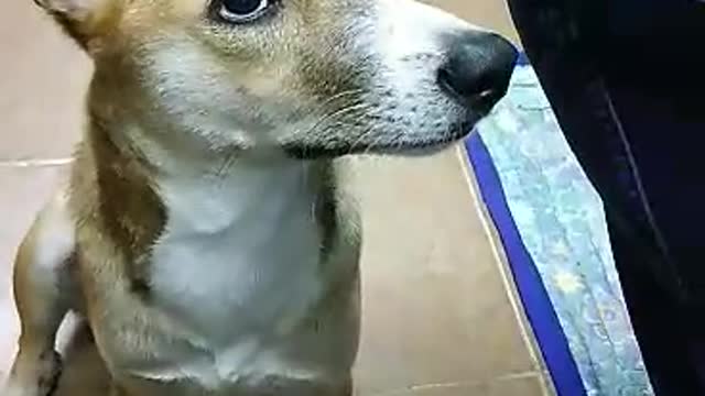 ADORABLE DOG PATIENTLY WAITING AND PRAYING BEFORE EATING| NEO'S ADVENTURE