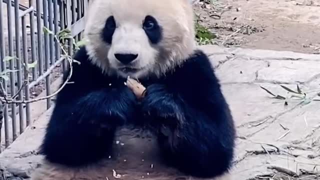 Pandas eat