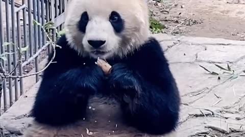 Pandas eat