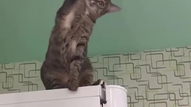 This cat try to changing kitchen bulb but…. funny