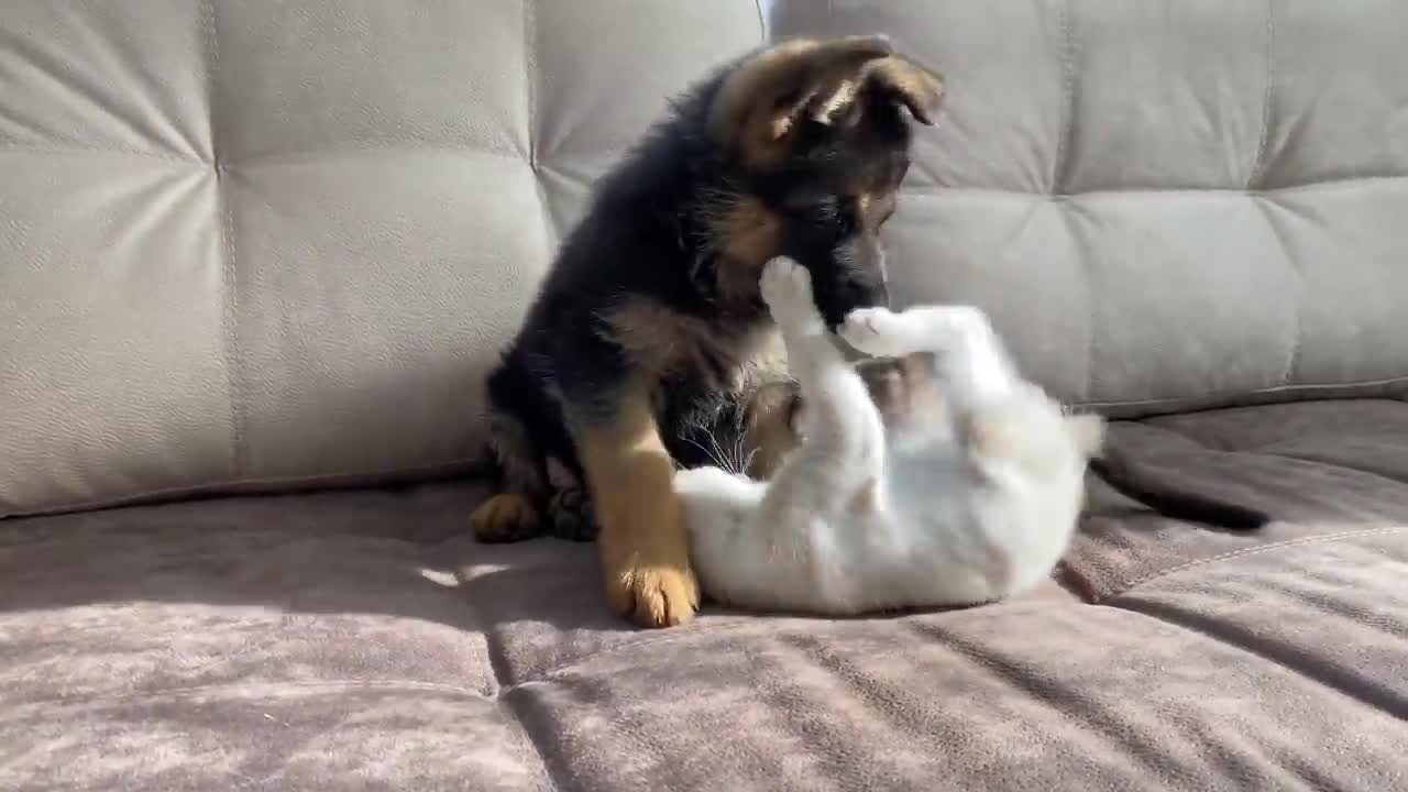 German Shepherd Puppy and Kitten Playing :-D