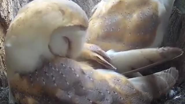 Barn owl Star has laid her first egg! 🥚😍