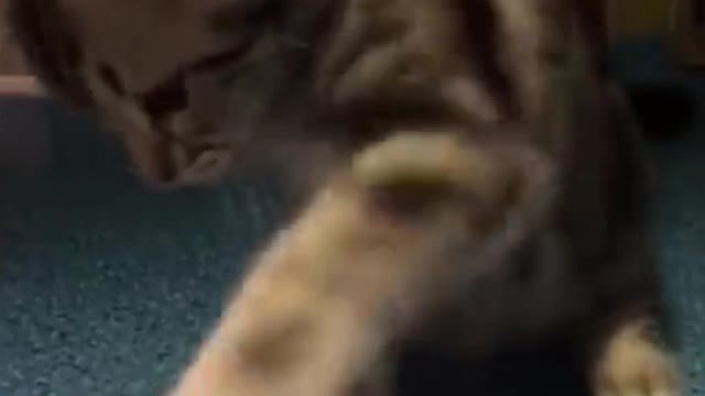 Most Funniest Shorts Video This Cat Is Enjoying The Arcade
