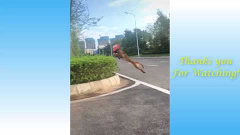 😍 Cute Cats and Funny Dogs Videos Compilation 2021 😍
