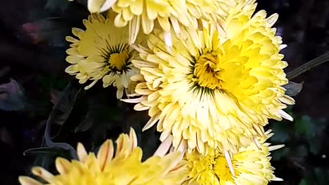 Chrysanthemum flowers video.