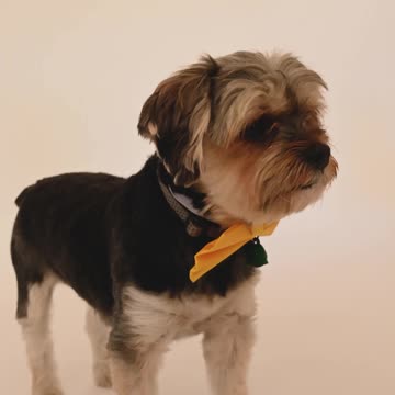 a dog with yellow bow tie is observing his surroundings