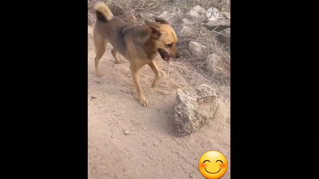 funny bow