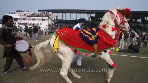 Horse dance video