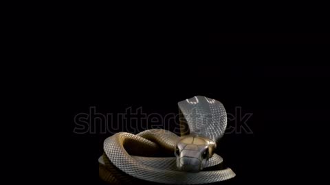 king-cobra-snake-rising-from-its-sleep-standing-tall-and-hissing-at-the-viewer-then-