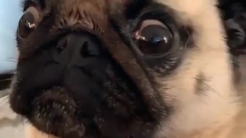 Dog funny
