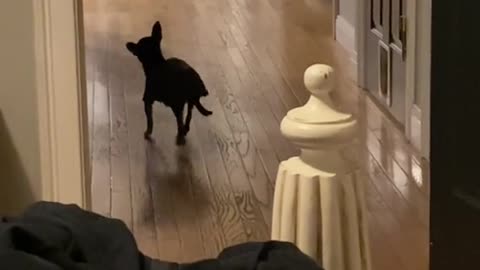 Funny dog walking