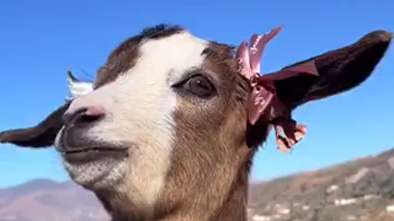 Beautiful goat 🐐 trending video