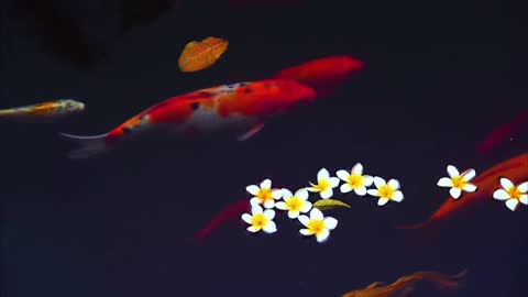 The water is clear like fish floating in the air