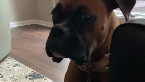 Adorable Boxer Whines over Red Wine