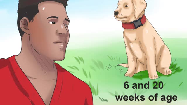 Tell if your dog has parvo
