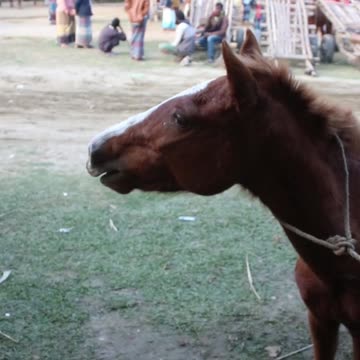 rolling stones #horseracig 😍 #shorts #shortvideo #villagemarketbd #horsevideo #villagelife