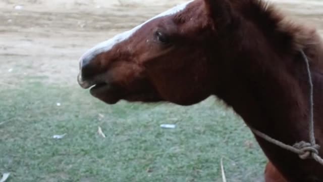 rolling stones #horseracig 😍 #shorts #shortvideo #villagemarketbd #horsevideo #villagelife