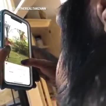 El video de un chimpancé que usa Instagram genera admiración en redes sociales