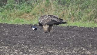 Fearless Magpie Pesters Hungry Bearded Vulture