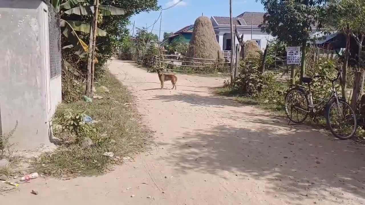 Best Prank !!! Fake Stuffed Tiger Pranks Stray Dogs Lol