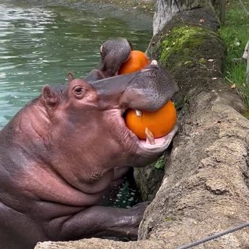 hippo eating pumpkin 🎃 🦛