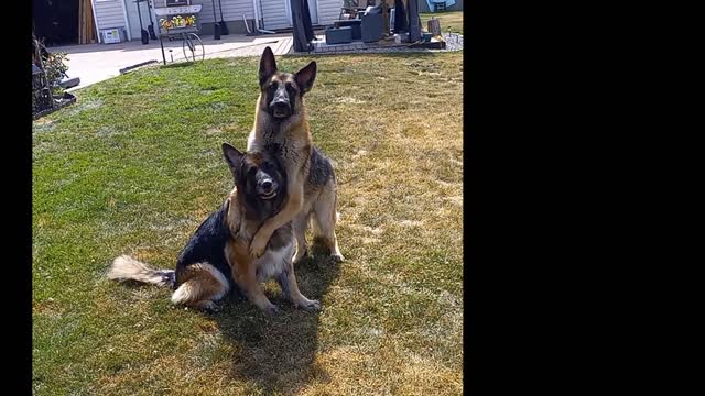 German Shepherd Giving Hugs