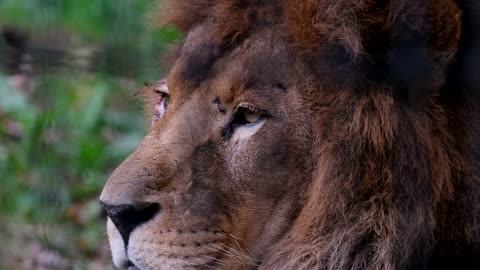 LION 4K VIDEO - WILDLIFE VIDEO - PETS WORLD