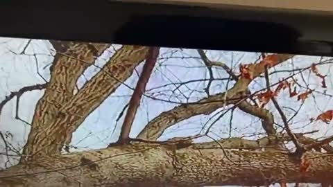 Eagle vs rat चिल मुसा