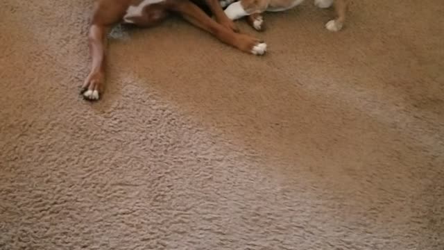 Tiny Bulldog thinks she's bigger than her Boxer brother
